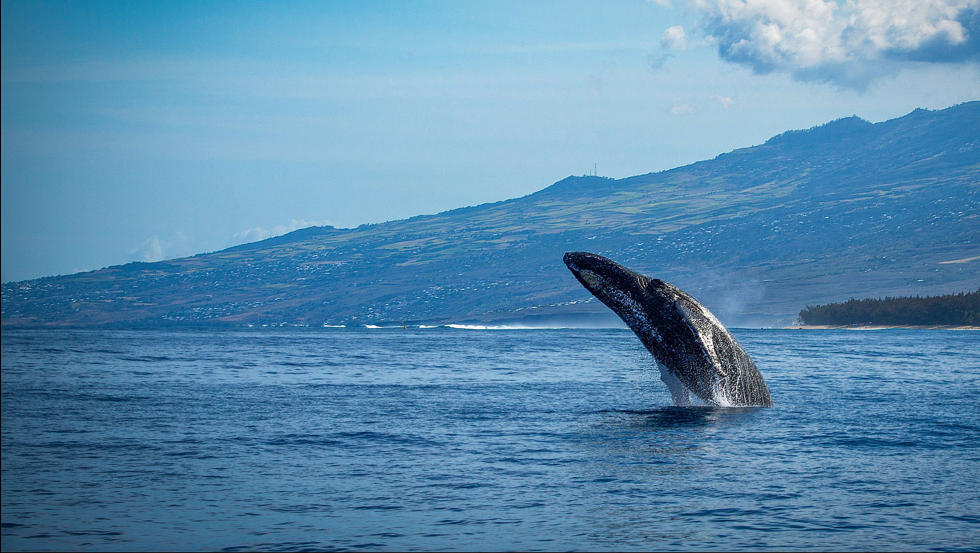 Whale